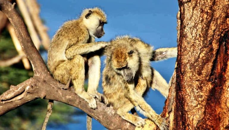 One baboon grooms another while they sit in a tree