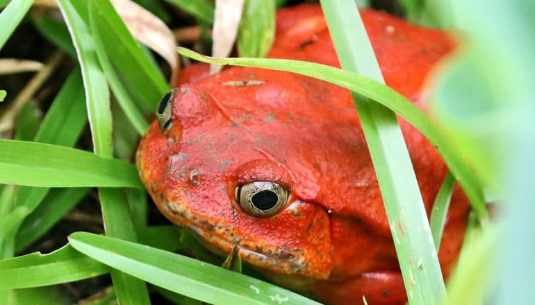 red frog in grass