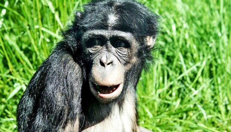 A bonobo looks slightly surprised with grass in the background