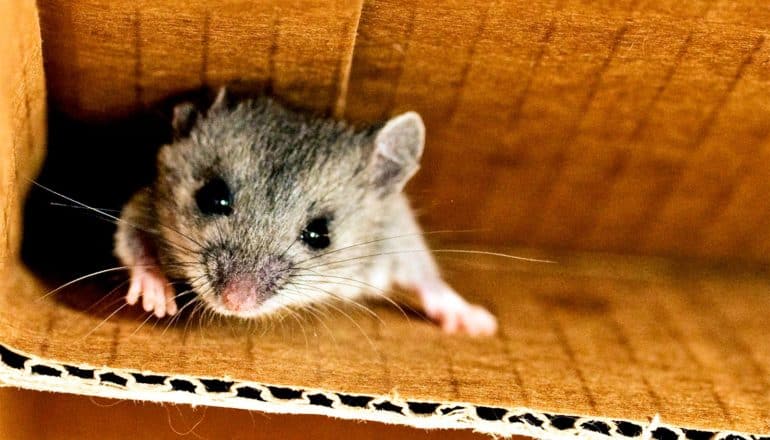 A mouse pushes through a hole in a cardboard box