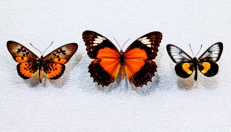 Three butterflies are pinned to a surface