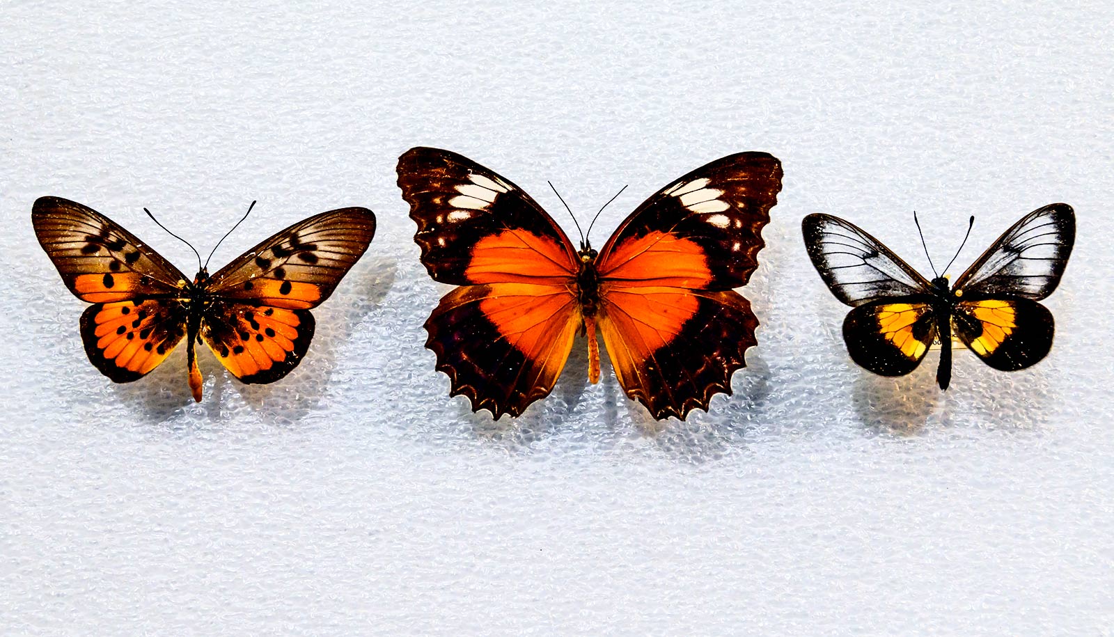 Evolution Of A Butterfly