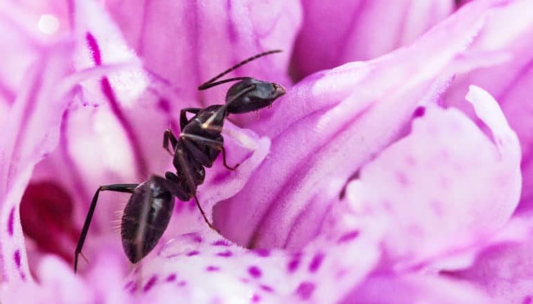 A carpenter ant crawls on a purple/pink flower