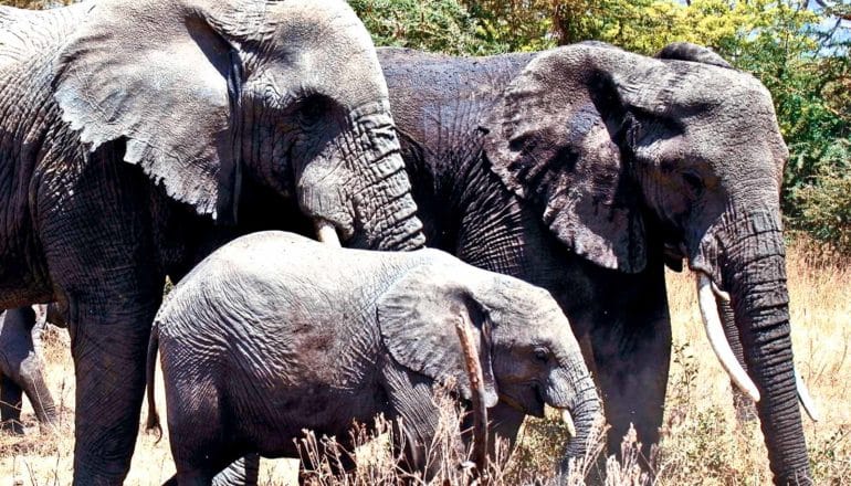 Two adult elephants and a baby walk through tall yellow grass