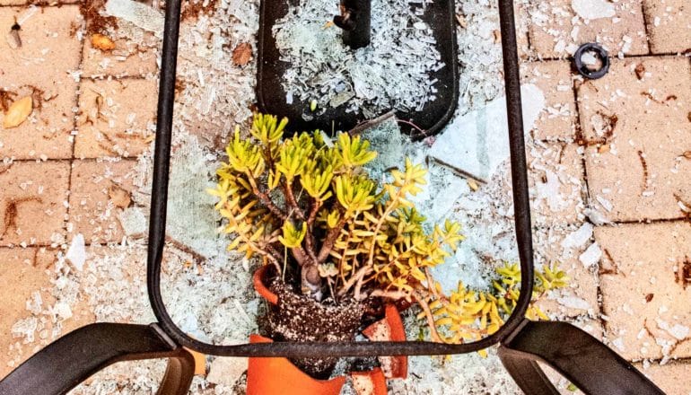 shattered glass table with plant