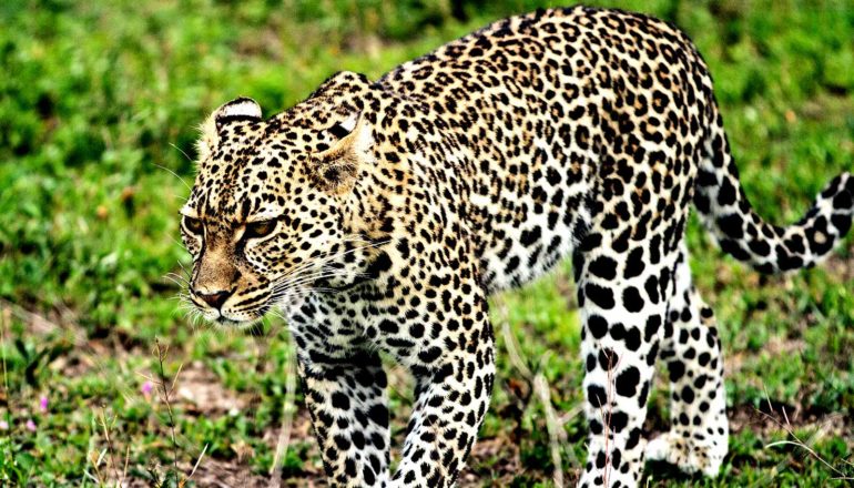 A leopard walks over green grass