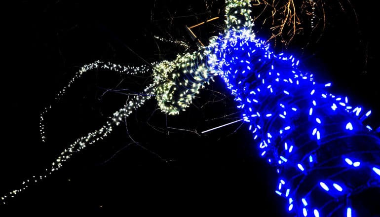 holiday lights on tree branches