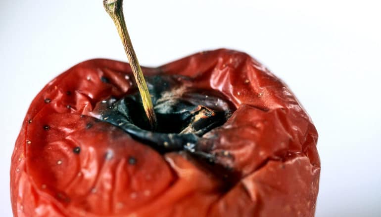 An red apple rots against a white background