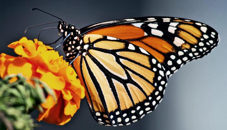 A monarch butterfly on an orange flower