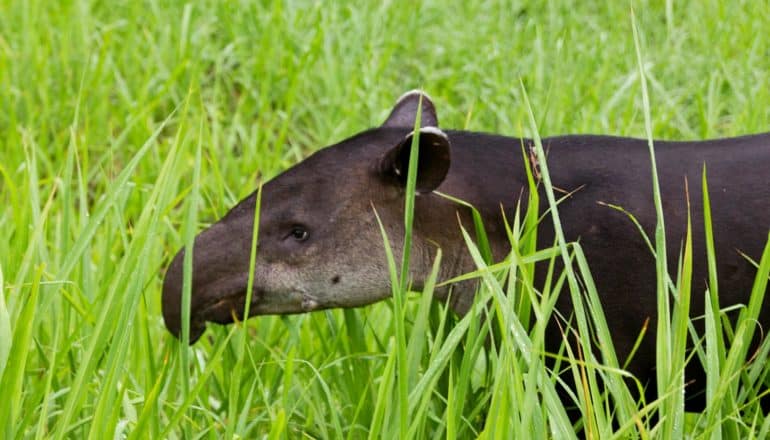 tapir in tall grass