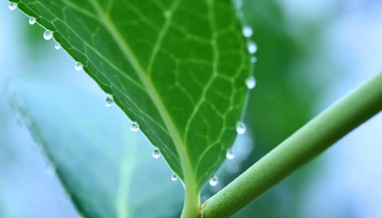 droplets on edge of leaf