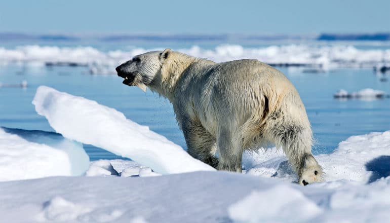 A polar bear walks on shards of ice