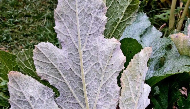 white fungus on underside of leaf