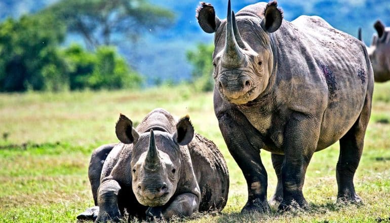 Two black rhinos face the camera, one laying on green grass