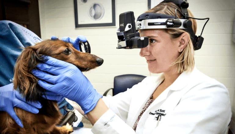 A vet looks into a dog's eye