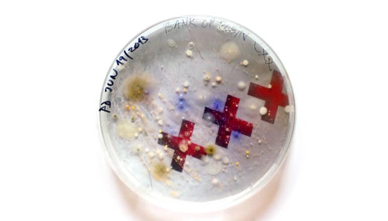 petri dish with growth, three red x's