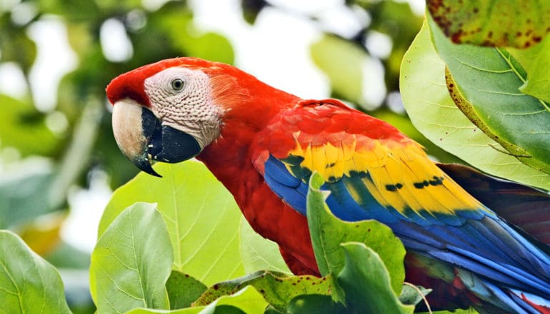 A colorful macaw sits in a tree