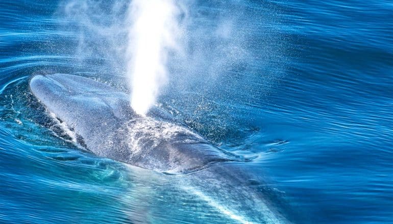 A blue whale shoots white mist from its blowhole