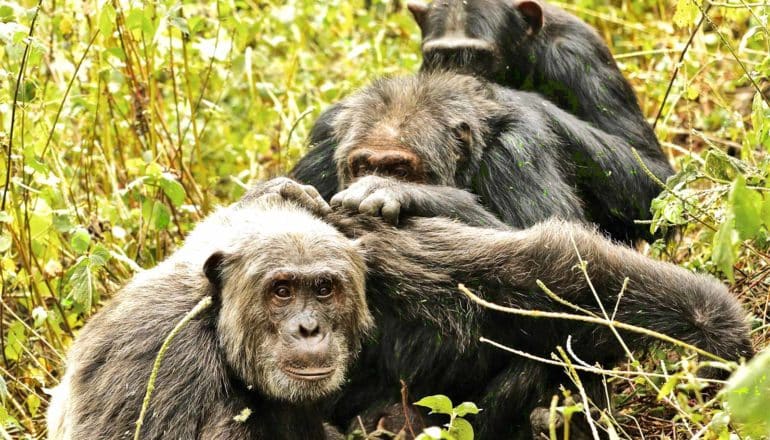 Chimps groom each other in a line while sitting in tall grass