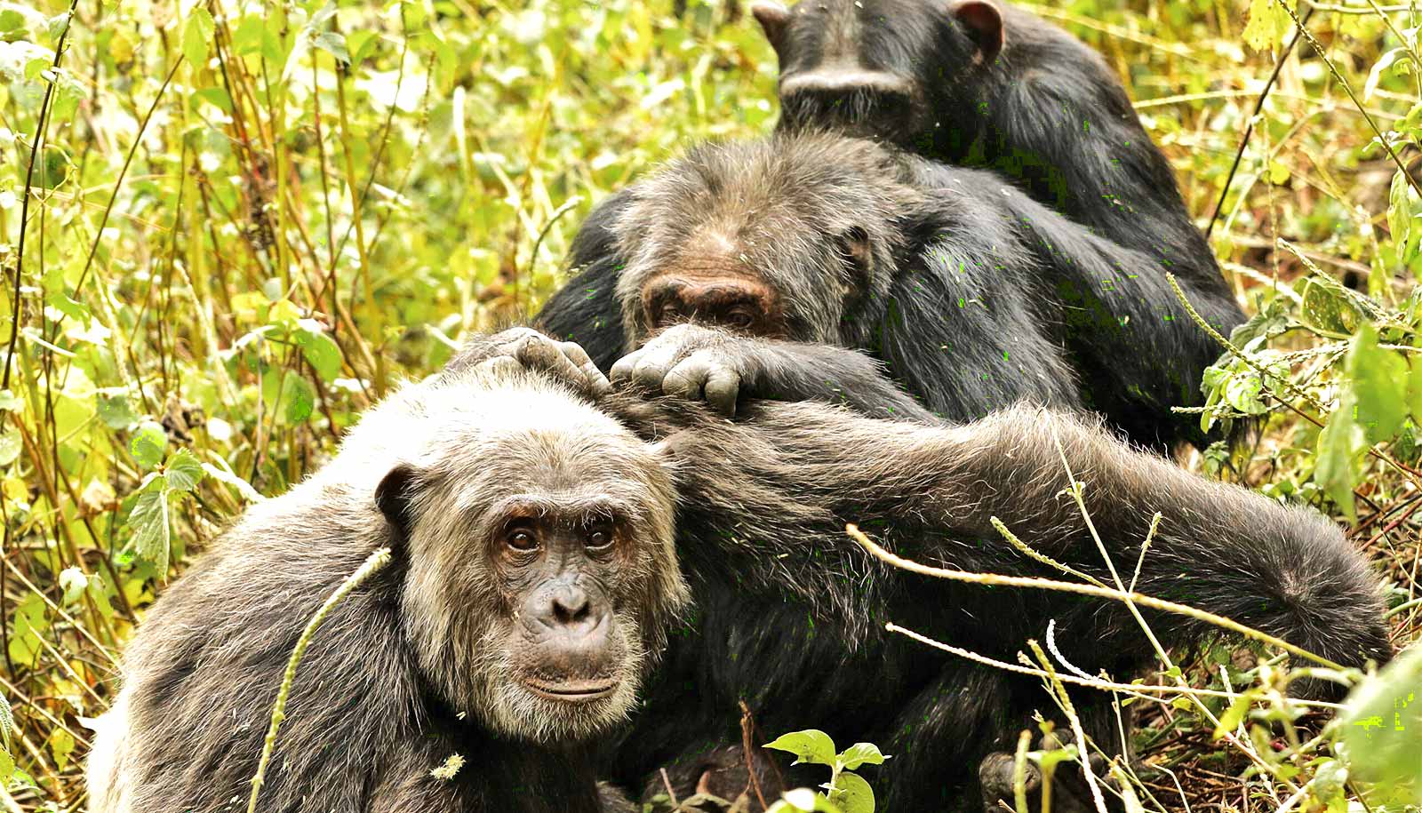 ombe chimpanzee war