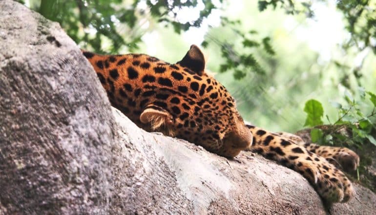 A leopard sleeps on the bough of a tree