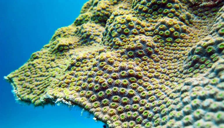 Green and yellow coral in a deep blue ocean