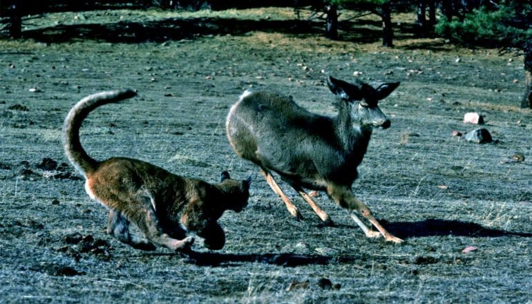 A cougar bears down on a deer mule