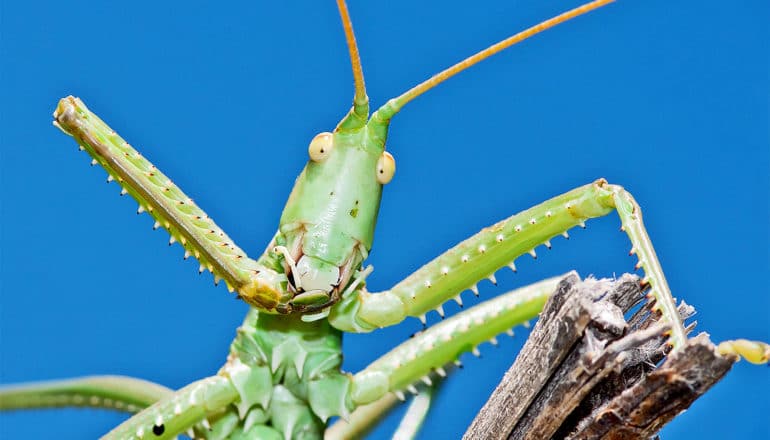 A green cricket against a blue background