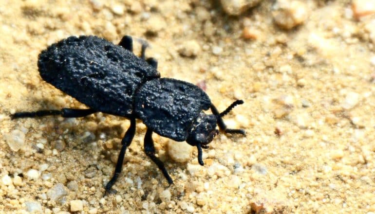 A diabolical ironclad beetle walks on dirt