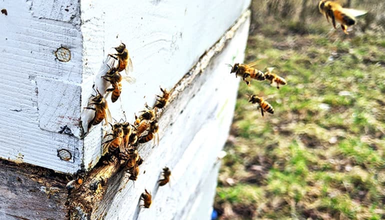 Honey bees gather on a wooden hive