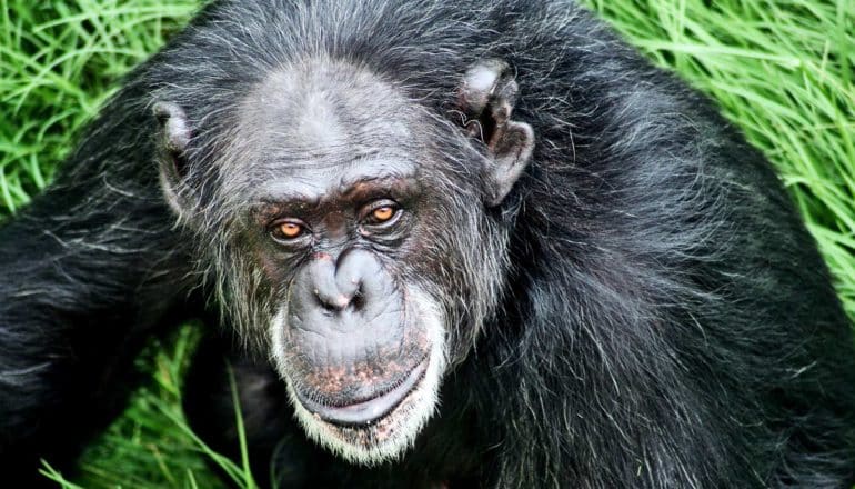 A chimpanzee looks at the camera with what looks like a smile