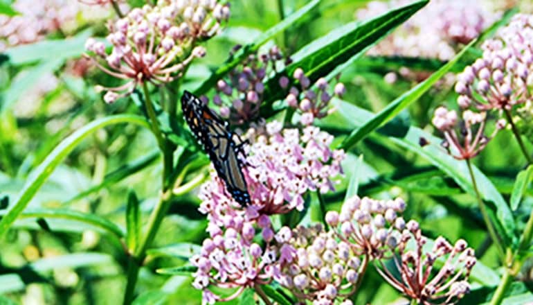 A monarch sits on milkweed