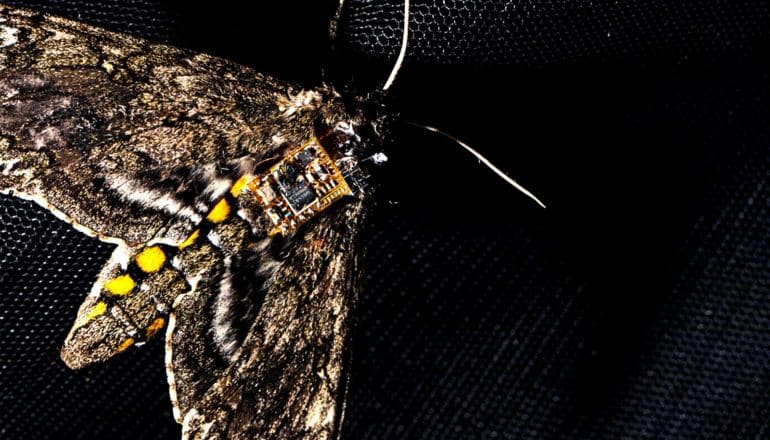 A moth has a sensor on its back