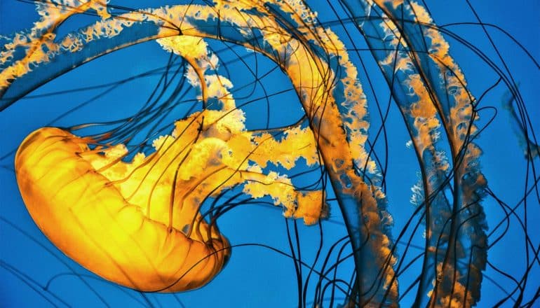 A yellow jellyfish swirls in blue ocean water