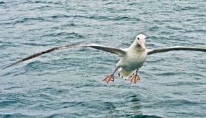 albatross taking off with outstretched wings