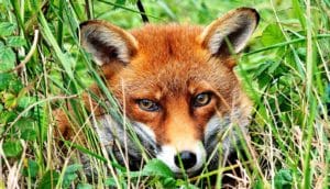 A fox lays in green grass