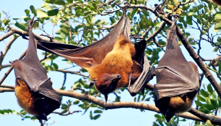 Bats hang from a tree, two asleep and one stretching its wings