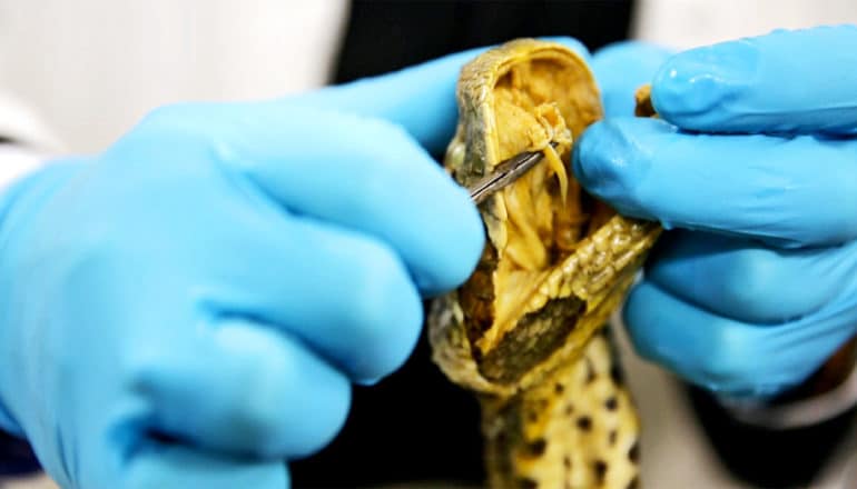 A researcher wearing blue gloves holds a snake's mouth open to reveal its fangs