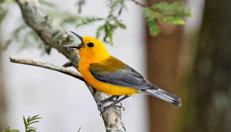 yellow bird with gray wings singing