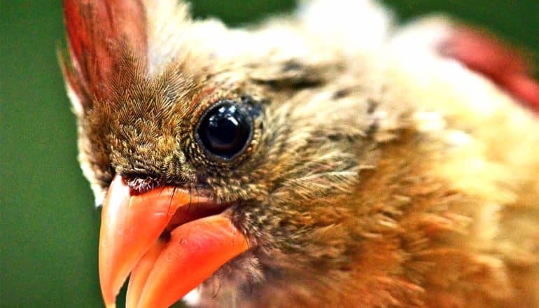 A close-up shot of a northern cardinal's face, with its left eye looking at the camera