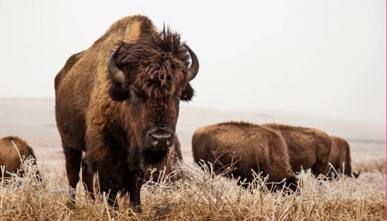 bison in icy grass