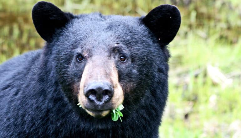 A black bear chews green leaves while looking at the camera