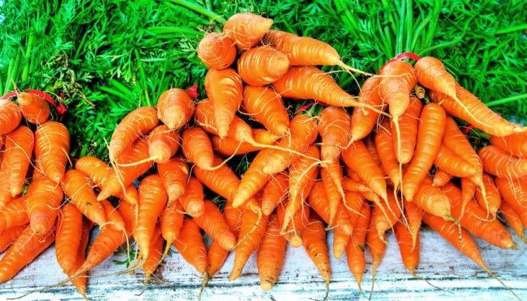 A table at a farmer's market is covered in bright orange carrots