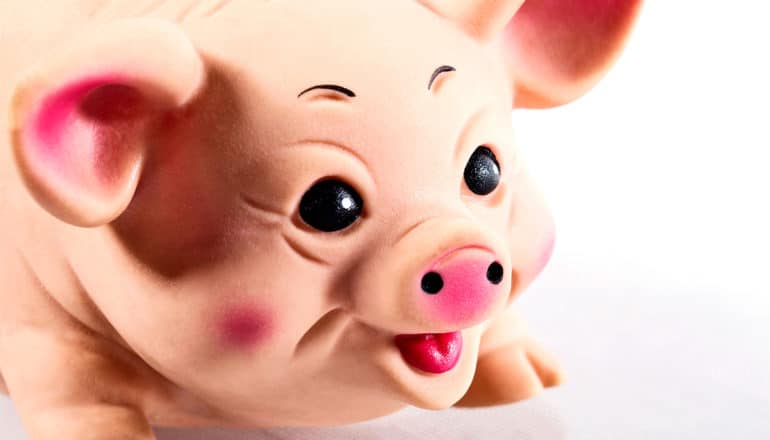 A rubber pig toy smiles against a white background