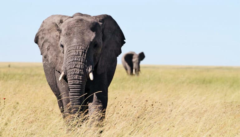 An elephant walks over tall, yellow grass, with another in the distance