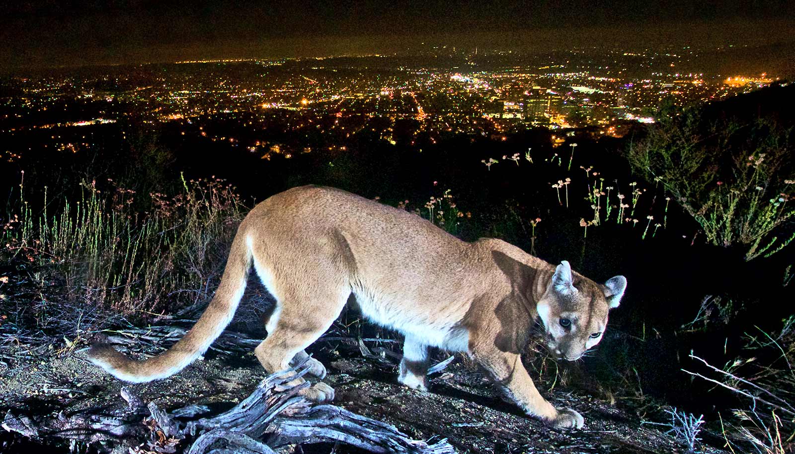 mountain lion poop