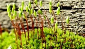 Green moss grows near a piece of wood, with red chutes coming up