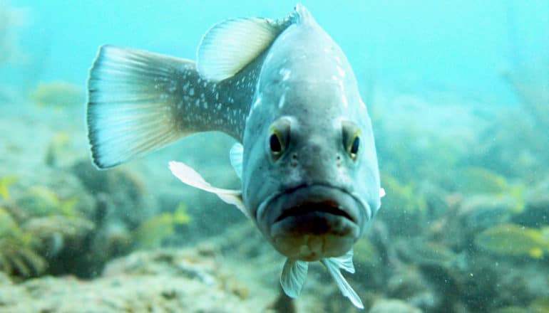 fish facing the camera