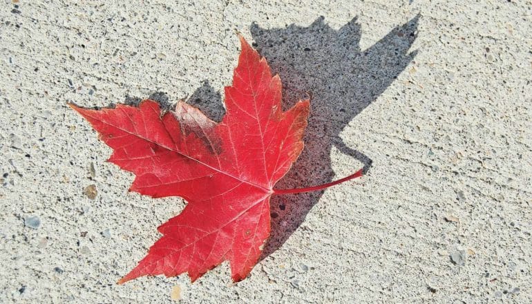 A single red leaf sits on concrete