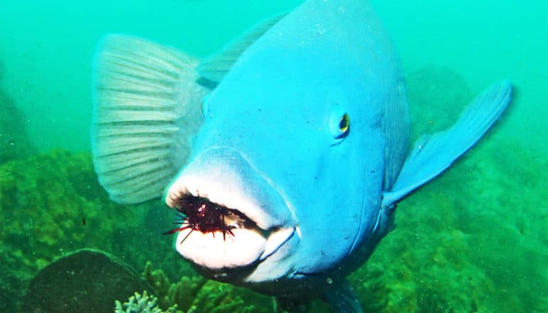 A blue grouper fish eats a sea urchin